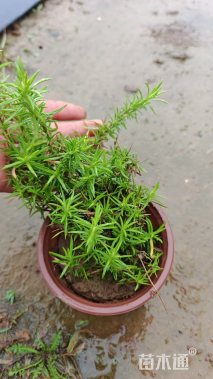 高度25厘米芝樱