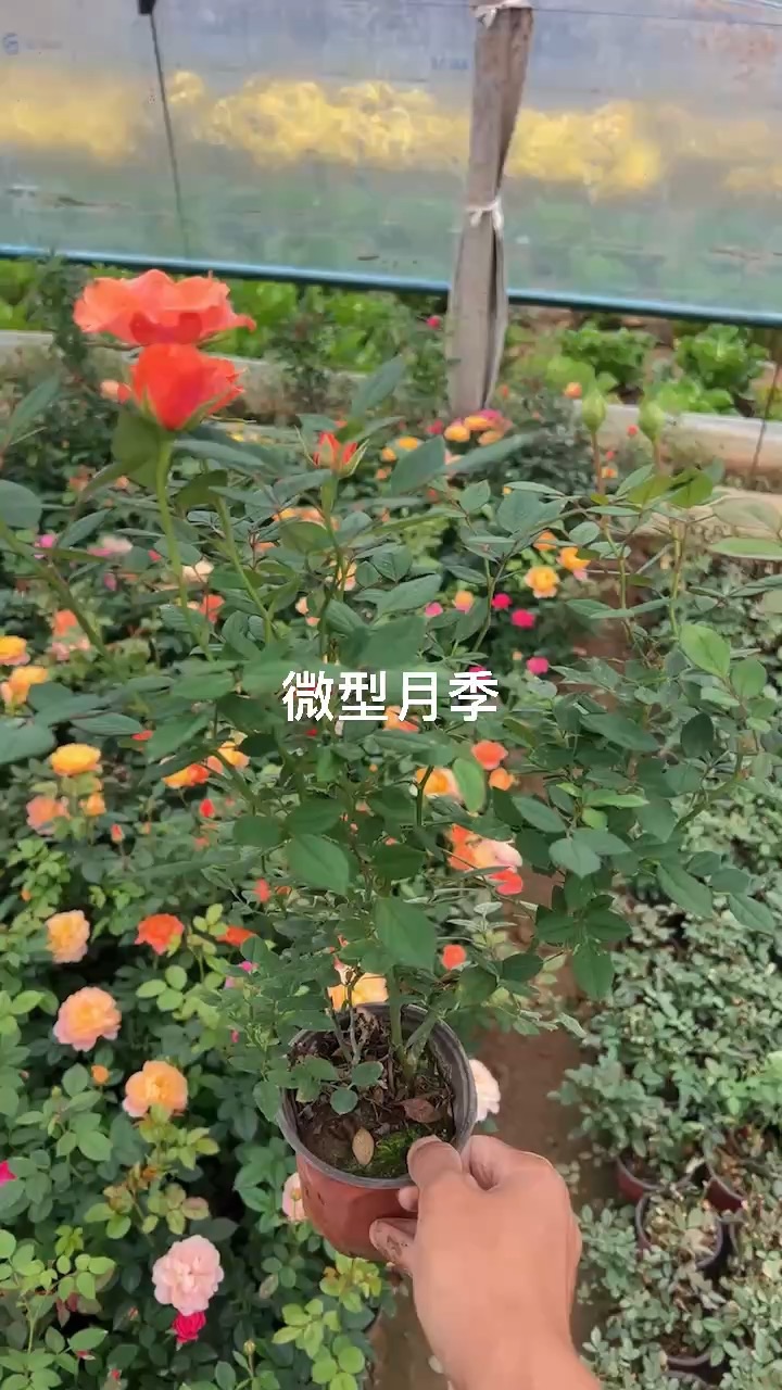 高度40厘米月季