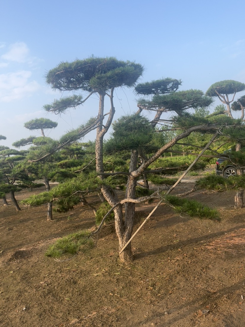 高度120厘米四季玫瑰