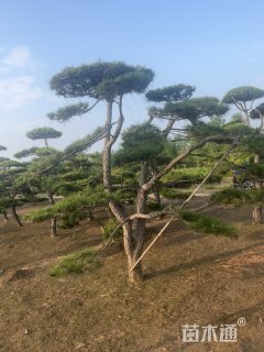 高度120厘米四季玫瑰