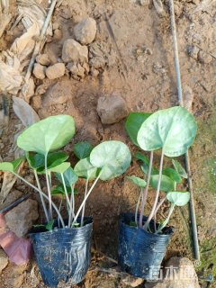 高度20厘米大吴风草
