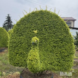 21公分造型亮晶女贞
