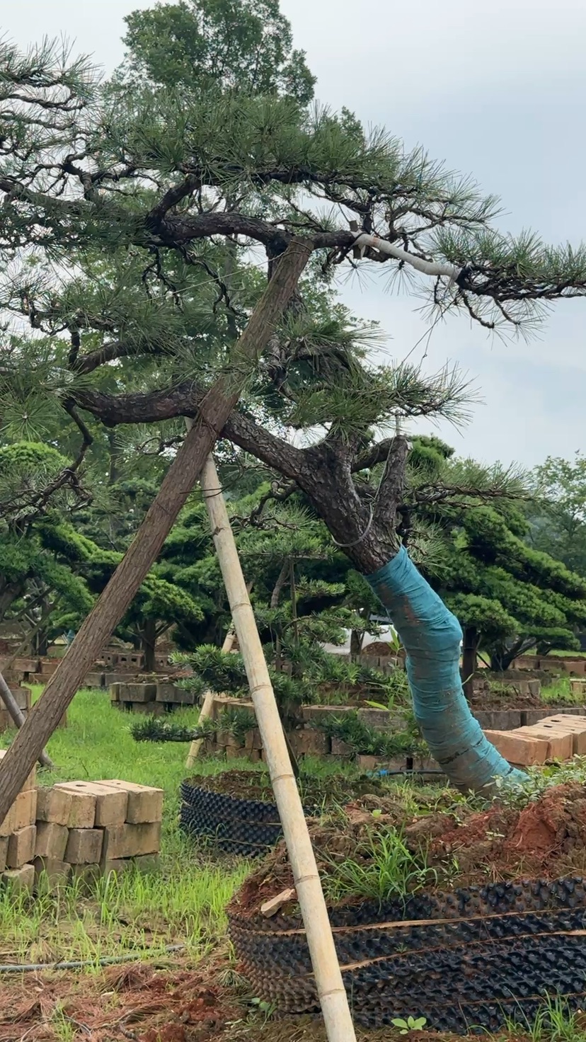 15公分造型黑松