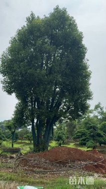 40公分香樟
