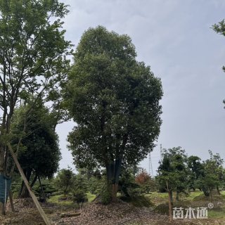 60公分香樟