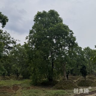 20公分乌桕