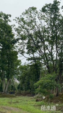 30公分朴树