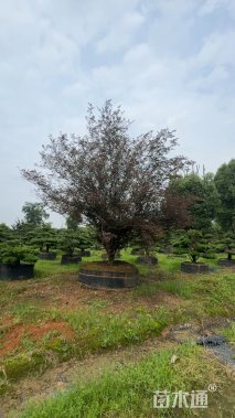 高度400厘米红花继木