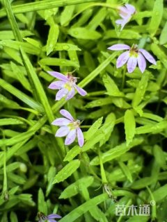 高度45厘米半边莲