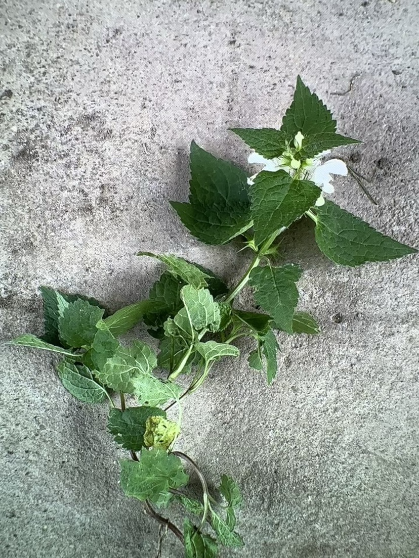 高度25厘米白花荆芥