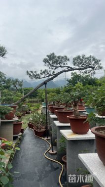 15公分造型松
