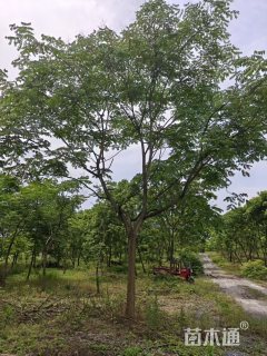 15公分黄山栾树