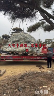 高度900厘米黑松