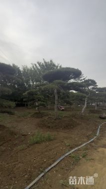 10公分造型松