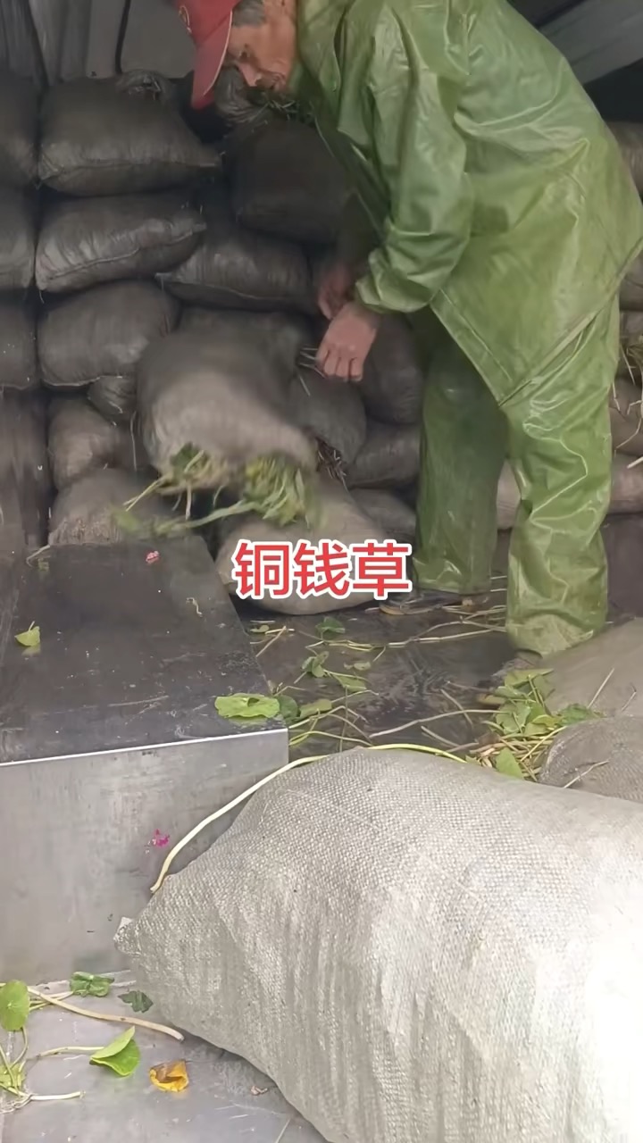 高度5厘米金钱草
