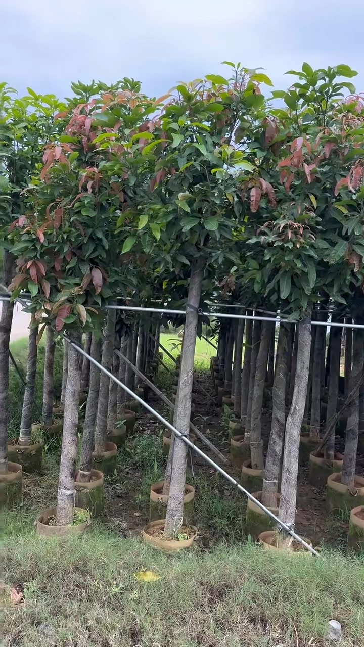 5公分芒果