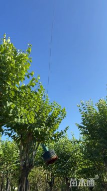 高度5厘米紫荆