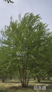 高度500厘米丛生河桦