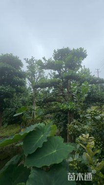 15公分无刺枸骨