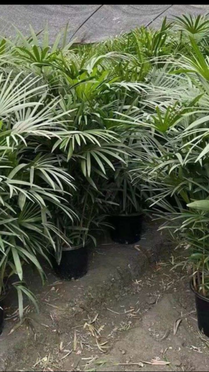 高度100厘米棕竹