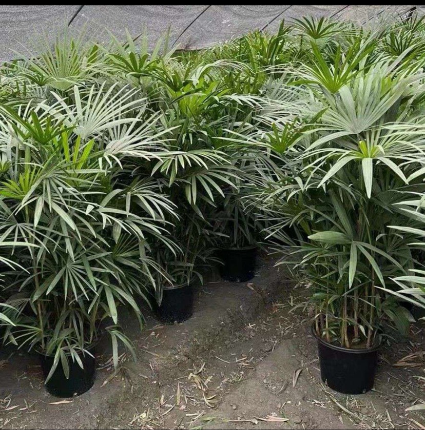 高度180厘米棕竹