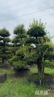 26公分造型椤木石楠