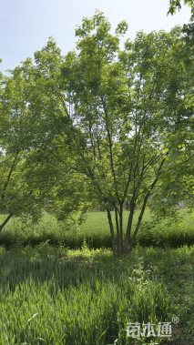 高度500厘米丛生五角枫