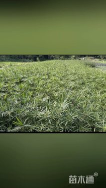 高度100厘米旱伞草