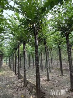 10公分长枝榆