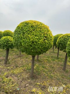 冠幅120厘米金叶榆球