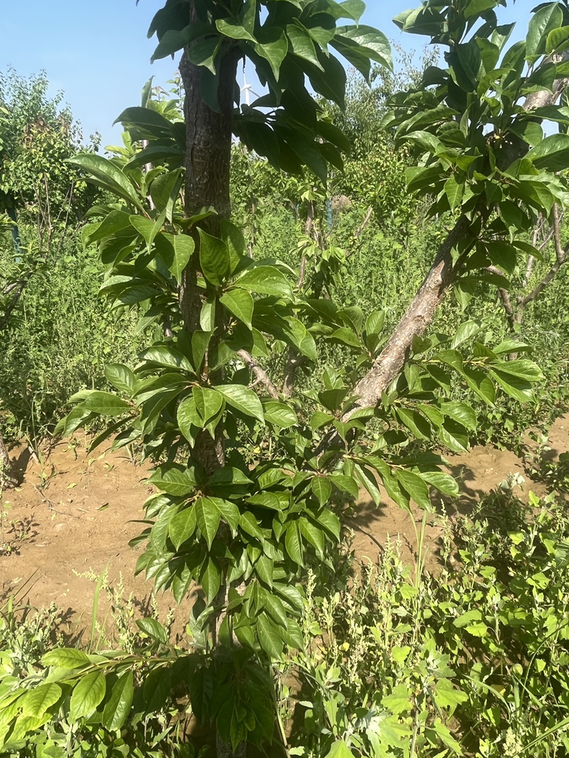 高度250厘米大樱桃