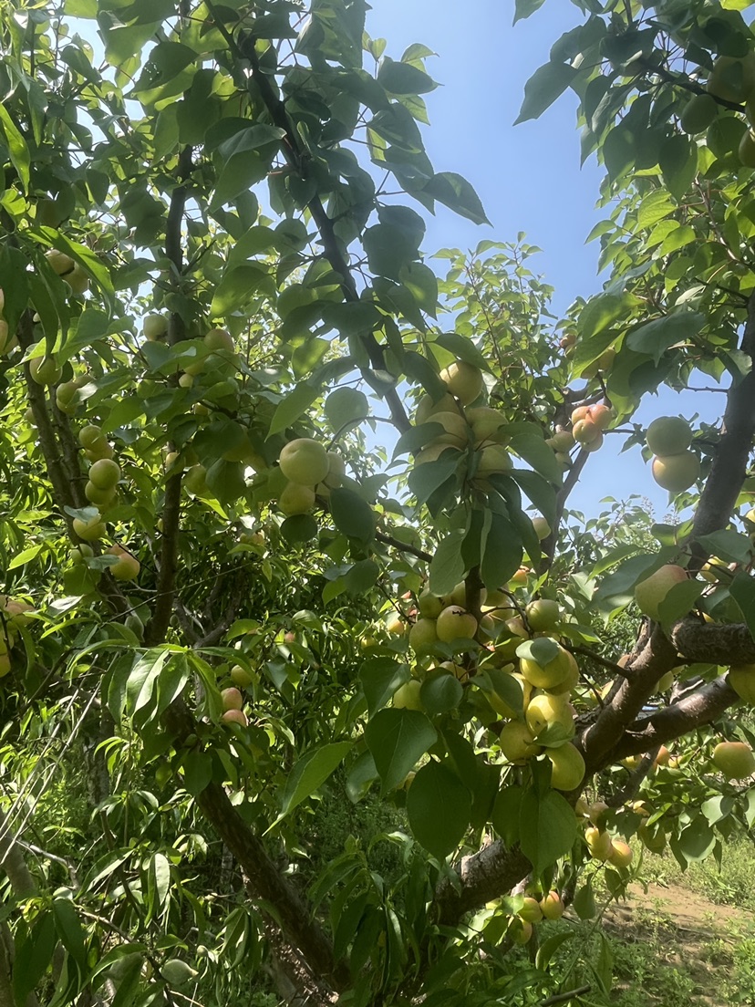 高度350厘米李子树