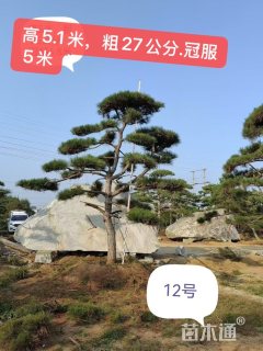30公分造型黑松