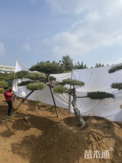 12公分造型黑松