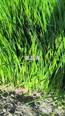 高度30厘米黄菖蒲