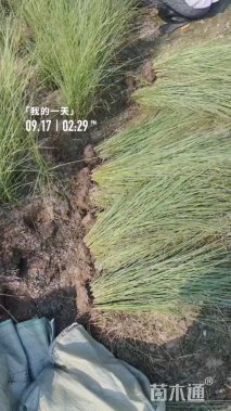 高度40厘米晨光芒