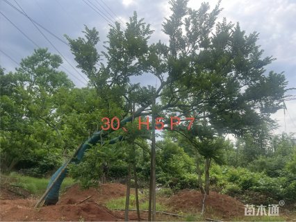 25公分乌桕
