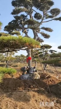 12公分造型油松