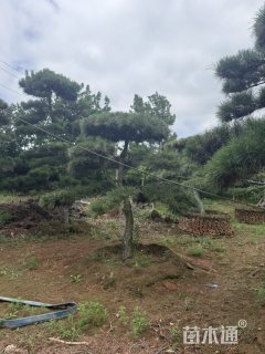 12公分造型油松