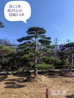 高度600厘米黑松