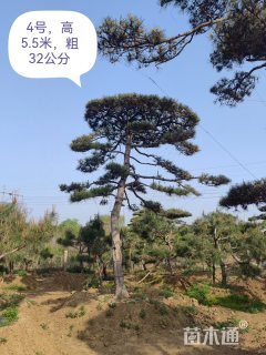 高度500厘米黑松