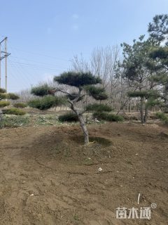 12公分造型黑松
