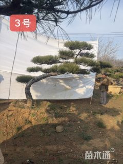 16公分造型松