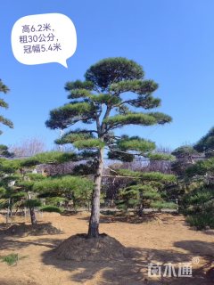 25公分造型松
