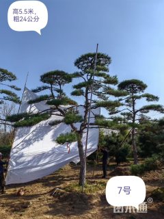 高度500厘米黑松