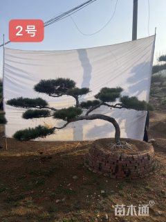 高度200厘米黑松