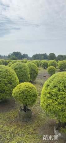 冠幅150厘米千层金球