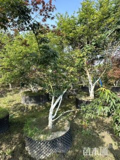 鸡爪槭