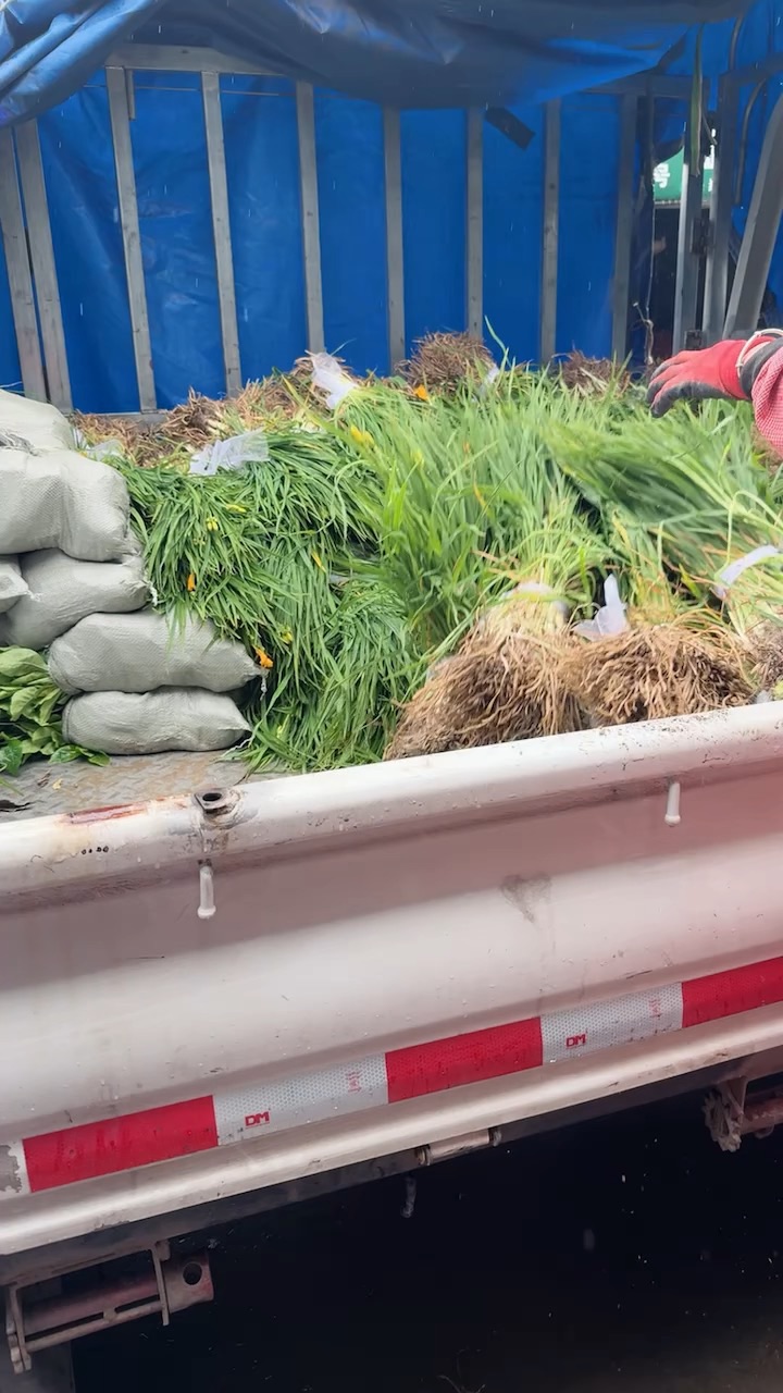 高度30厘米金娃娃萱草