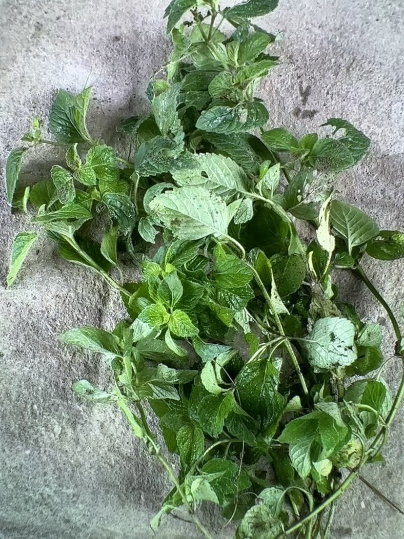 高度30厘米六座大山荆芥
